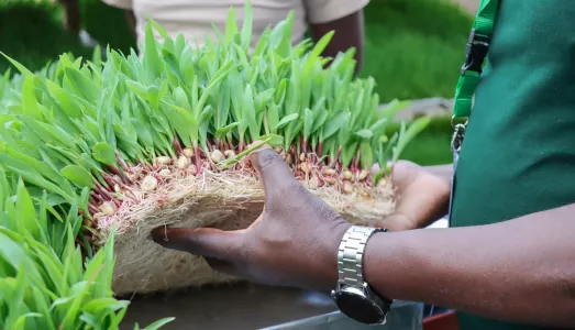 An agricultural worker in Kenya displays a vibrant mat of sprouted fodder, showcasing a successful example of regenerative agriculture in action.