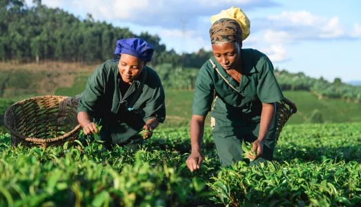 Two women in green work uniforms pick tea leaves by hand at the Kyamuhunga Tea Company in Bushenyi, Uganda.