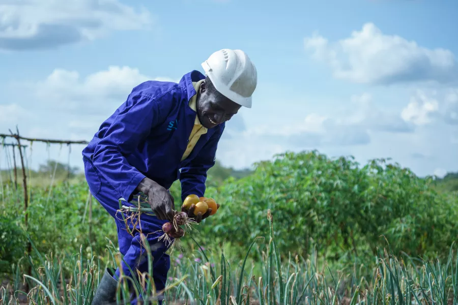 A worker in a blue jumpsuit and hard hat smiles while harvesting a variety of fresh produce, including onions and tomatoes, in a Ugandan field.