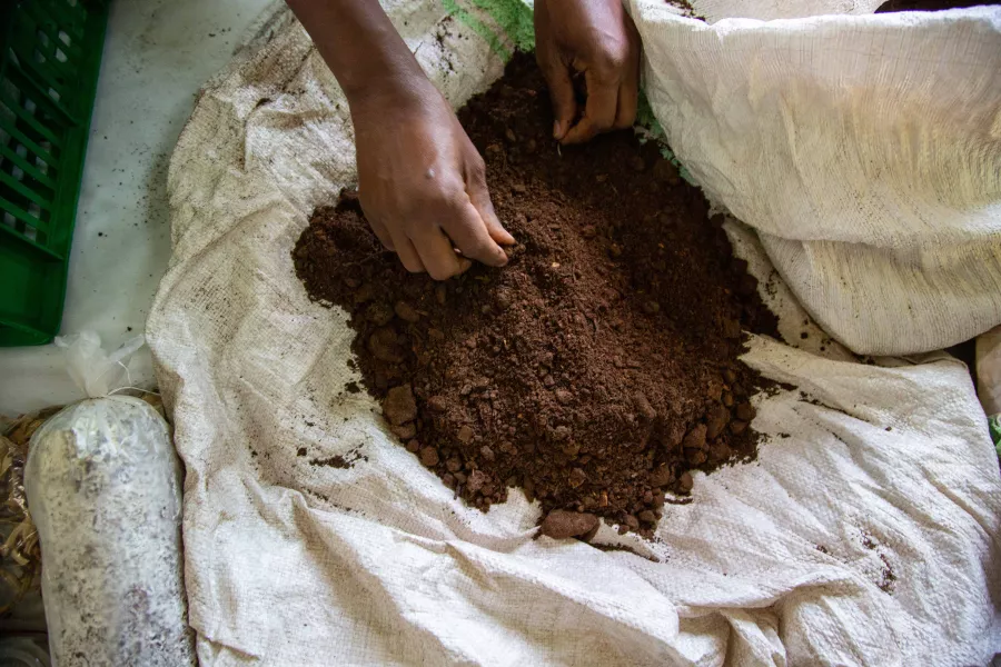 A worker in Rwanda examines organic compost as part of the SNV REALMS project's support for agricultural SMEs in March 2023.
