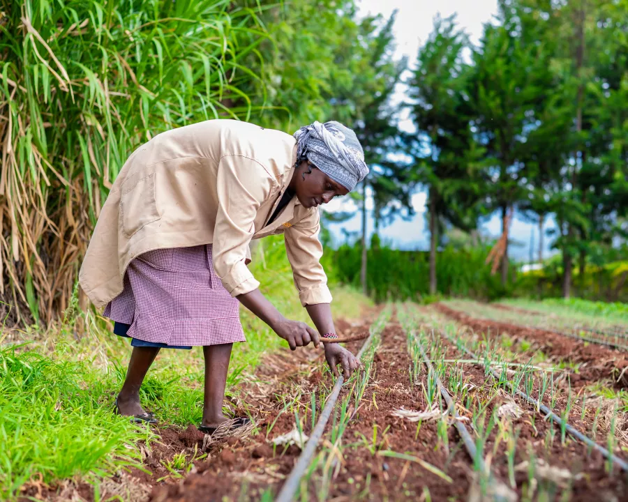 Mercy Gatwiri is inspecting the drip irrigation system on her onion farm in Nanyuki, Kenya, carefully checking the water flow and ensuring the pipes are functioning properly.