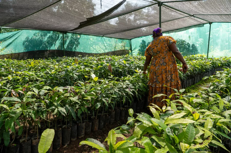 A woman worker tends to young saplings in a large, shaded nursery, showcasing the careful cultivation and reforestation efforts supported by an SNV project in Ethiopia.