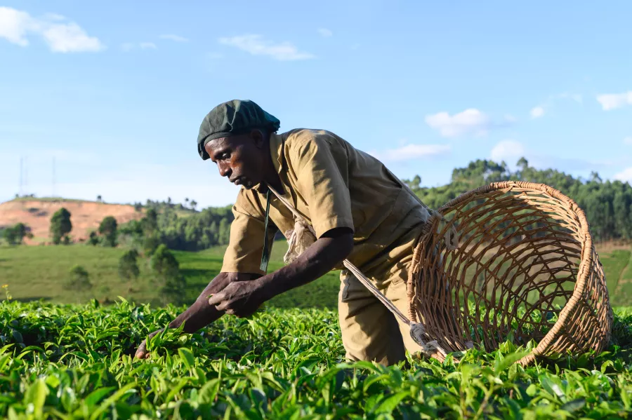 An agricultural worker at the Kyamuhunga Tea Company in Bushenyi, Uganda, harvests tea leaves under a clear blue sky.